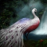 Peacock7