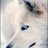 SmallWolf
