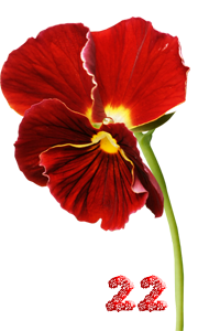 0_fb384_594cd0b8_M.png
