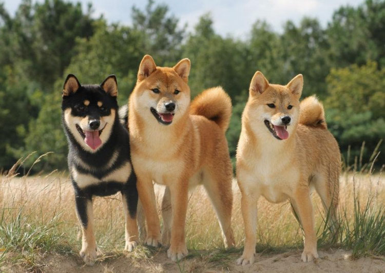 Siba-inu-17.jpg