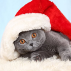 31681b70a34829ae1bded2c8cc0255e4.png