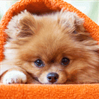 bc28aab1dff136a1d9b4e9d81ab57f6e.gif
