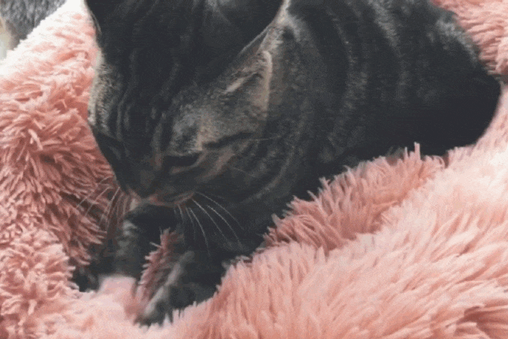 cat-bed-12-02.gif