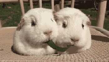 1443900826_740048016.gif