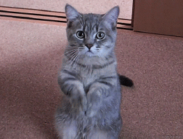 KVm.gif