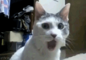 13498858661642.gif