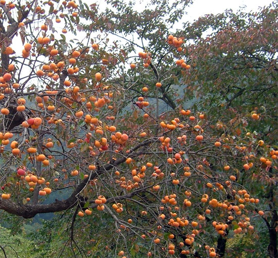 diospyros-in-crimea-photo.jpg