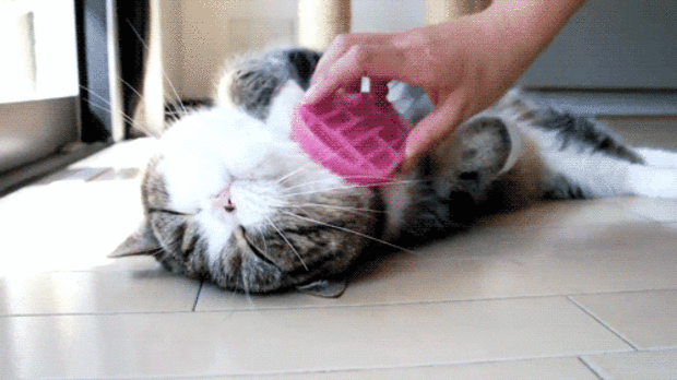 happy-cat-17.gif