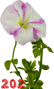 0_fb438_63d41650_M.png