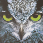 e57de90a396eb0ce1328f54414afb411.png