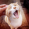98e75e4e33f2f3053684a9f2d71bcee7.png