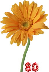 0_fb3be_e811631c_M.png