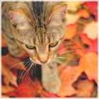 P731F8a.png