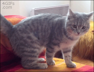 1440138447116291799.gif