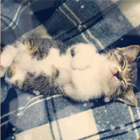 40eba6a8ef6ed7add8ed1f7837905e64.png