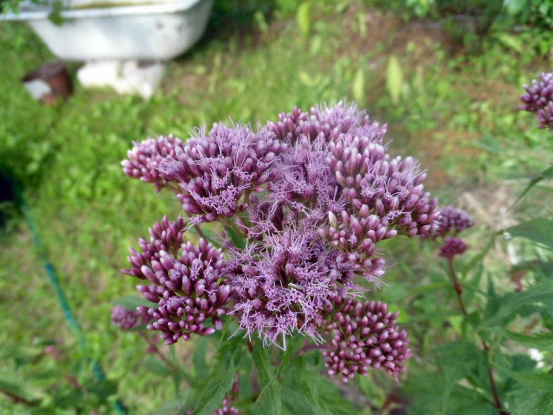0_12187e_ecc4440c_orig.jpg