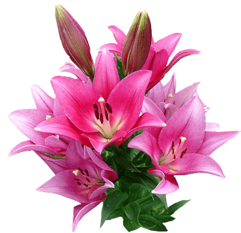 Lilii.png