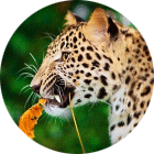 3f9480bcb5f7c3ec38704a5559ff10e0.png