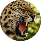 438fa121c78bb6dadb9b202e60dd039f.png