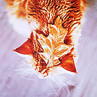 02e175dbdea0d62c996bf0ae3a71df36.png