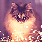 4c5b3a9c326319e9724c2a33ed8a5fd6.jpg