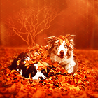 0_11a55e_9476f98a_orig