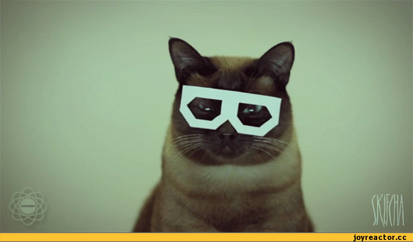 -котэ-мемы-удалённое-323264.gif