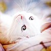 1c4290057f5ab5da3311ba4e4c4bece2.png
