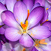 0_1ccbc9_67988cde_orig.png