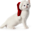 c6e9feb5fff172534d89a28477e4bb31.png