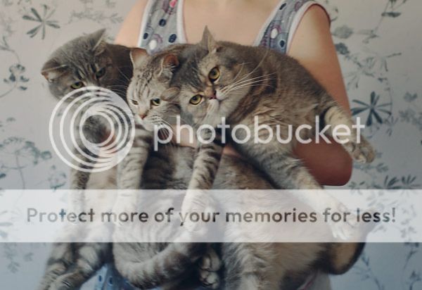 freshhcats.jpg