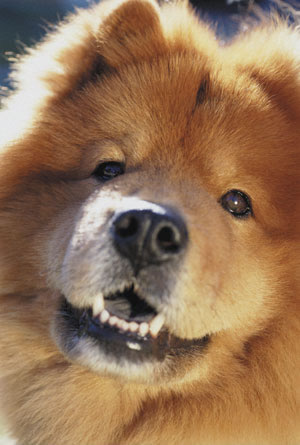 chow_chow_01.jpg