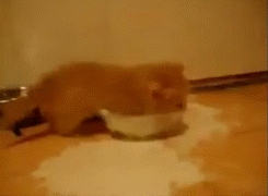 tumblr_mky7nqy2qq1rifnrio2_250.gif