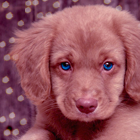 5589c6bf0dd919ca15dfb498bf40524c.png