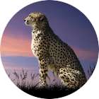 d77fc30d13b0ef3a741ecbb6fb177bee.png