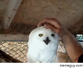 aww-yiss-20227.gif