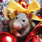 11fab5bd5d93cb80f93153c18eaf562c.png
