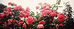 a6898bfb2449d20b420ed5bfb055caef.png