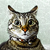 9e7c418f253fd65738feb5e54ed6e0b4.png