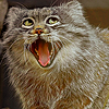 568016bbaab9cb7edd5f1e778afd4b1e.png