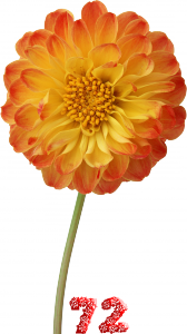 0_fb3b6_66c2936d_M.png