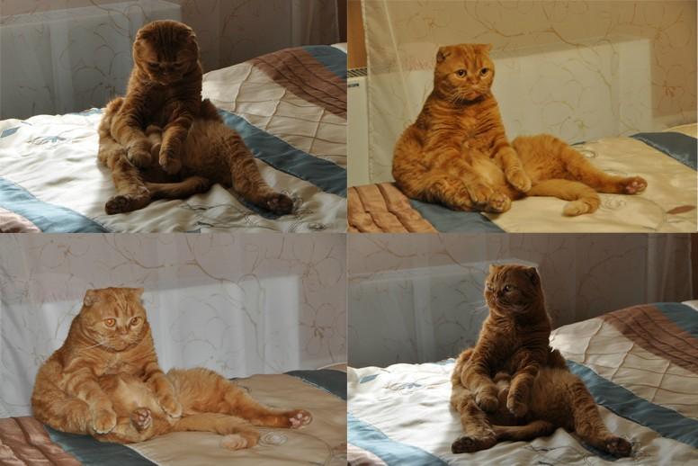 ggyies2.jpg