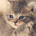 7f3a8e88e902a9ed9b788b57a35bf690.png