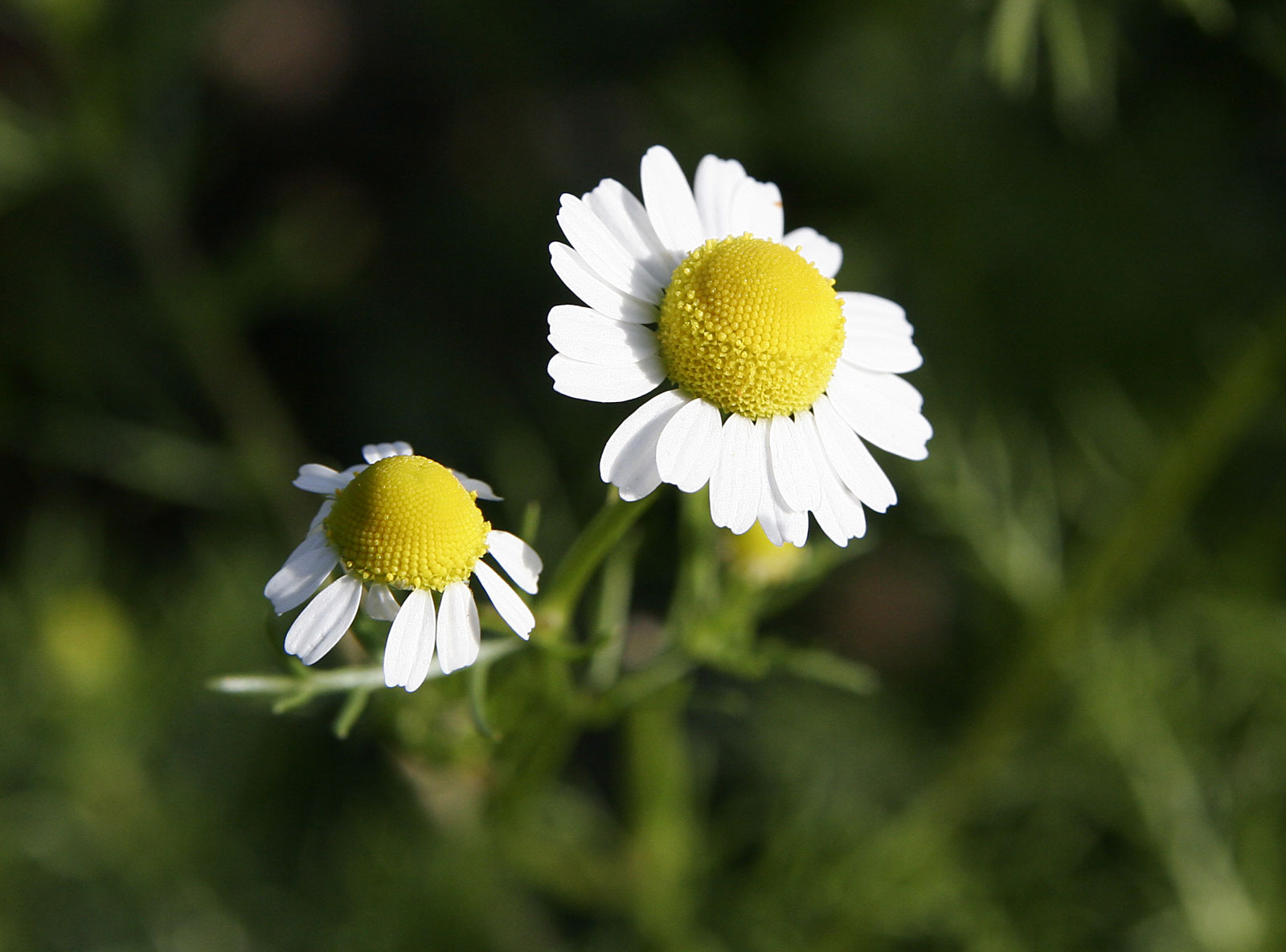 Chamomile_flowers.jpg