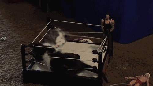 1440754397_340059769.gif