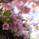 8307a23071cb73fbf768a2c8d450ab02.gif