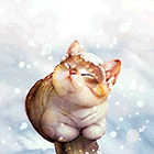 winter19-004.gif