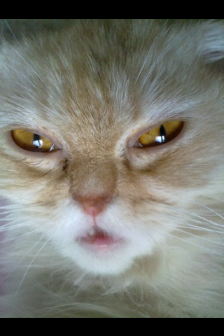 c484cb061651ce59633551c14d79d04f.png