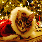 c1cc6f446495af70a76459e8175ec5fd.png