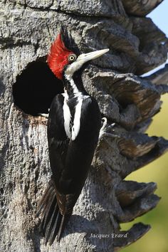 a13b8aefddaed88c144fb29ca6950e00--woody-woodpecker-birds-.jpg